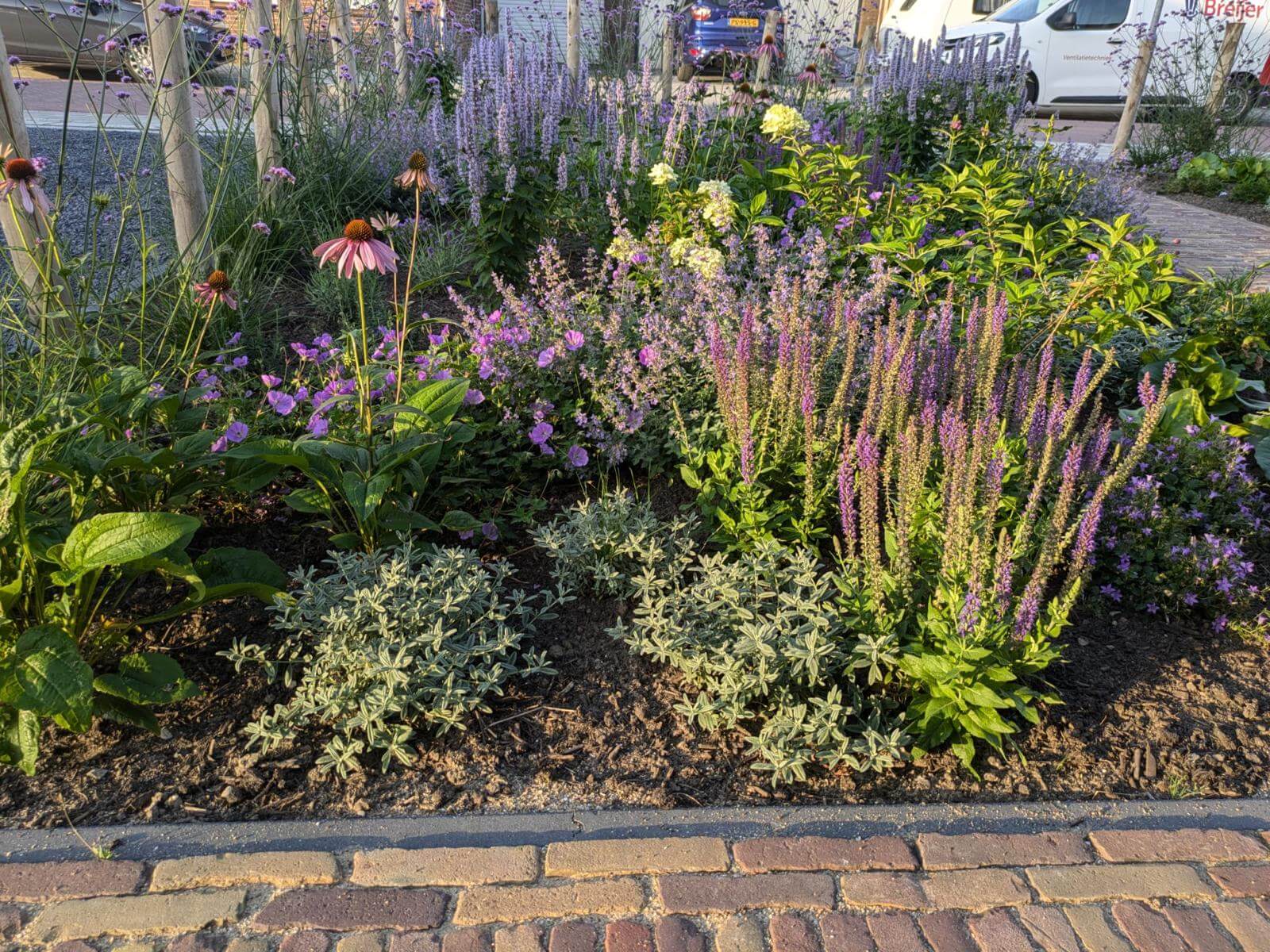 Voortuin Noordhoek lavendel