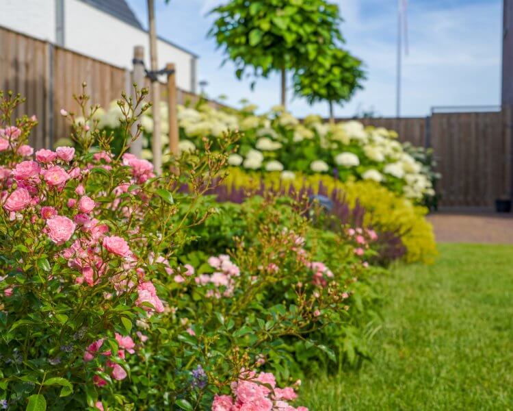 Voor- en achtertuin met rozen in een nieuwbouwwijk in Fijnaart